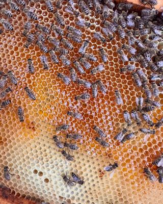 Holky makaj jako blázni. 🐝Už se to tam leskne, vidíš ho tam taky? 🙊🥳 Aneb, máte sklep? A mohla bych ho vidět? 😜 #ceskejmed...